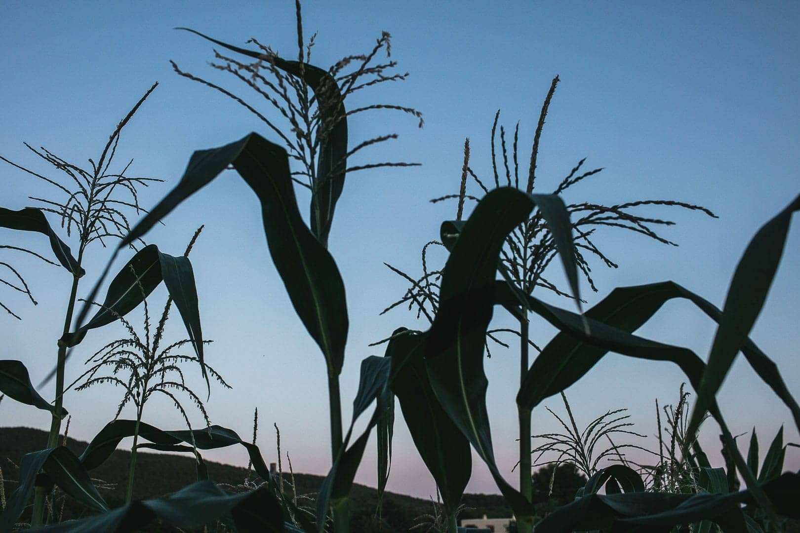 photograph of a corn crop at sunset on the plot of Can Puvil in ibiza