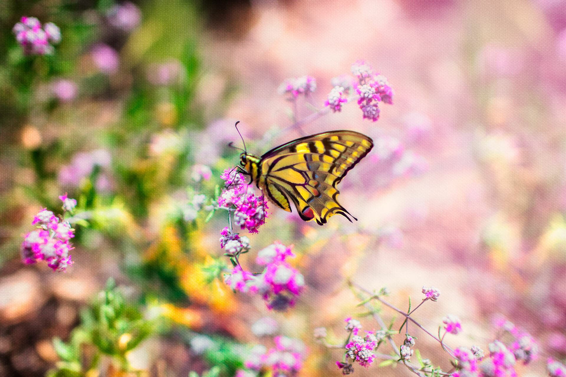 Retrato de mariposa amarilla posada en flores rosas en el campo de Ibiza