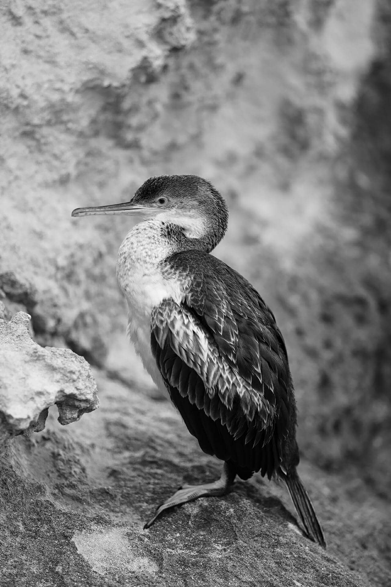 imagen lateral de ave corb mari sobre rocas en bw de fotografo en ibiza